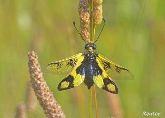 Östlicher Schmetterlingshaft (Libelloides macaronius)